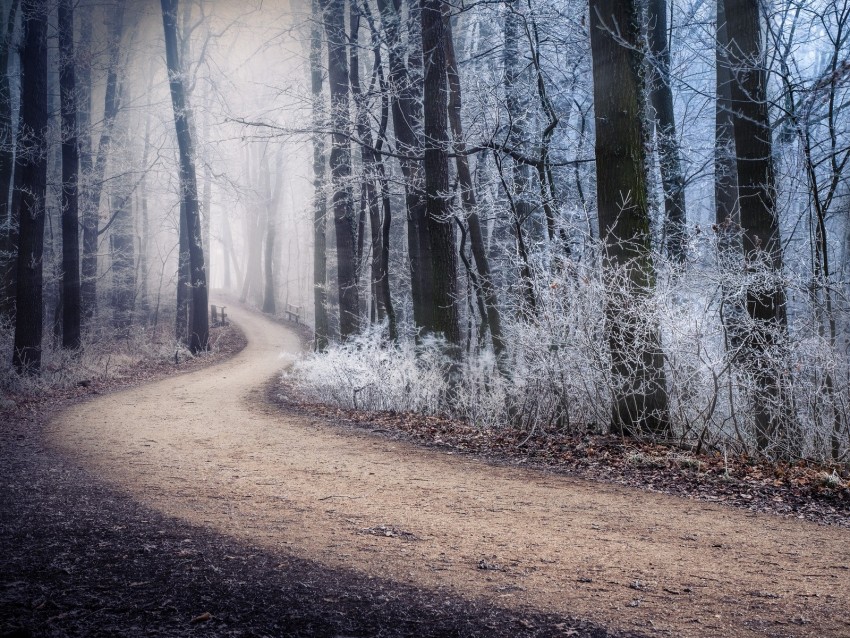 path, fog, forest, winter, frost