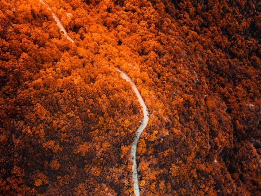 path, forest, aerial view, slope, mountain