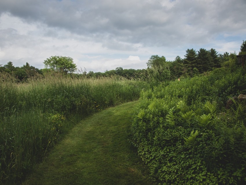 path, grass, greenery, nature, landscape