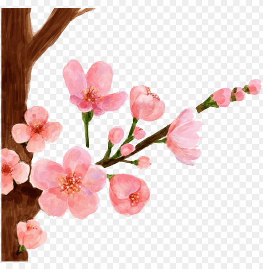 cherry blossom flower, cherry blossom tree, peach, cherry blossom, cherry blossom branch, japanese cherry blossom