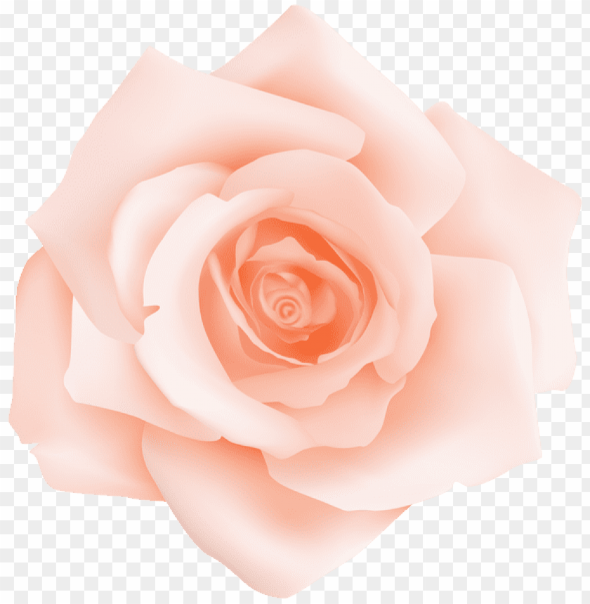 peach rose transparent