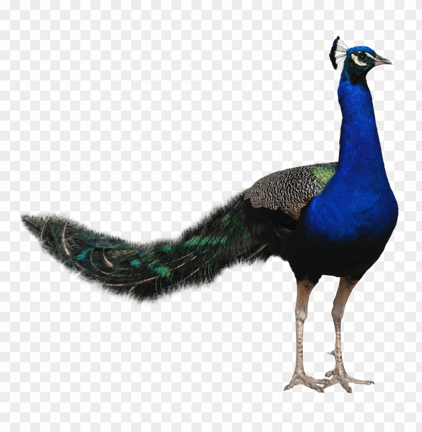 bird, peacock