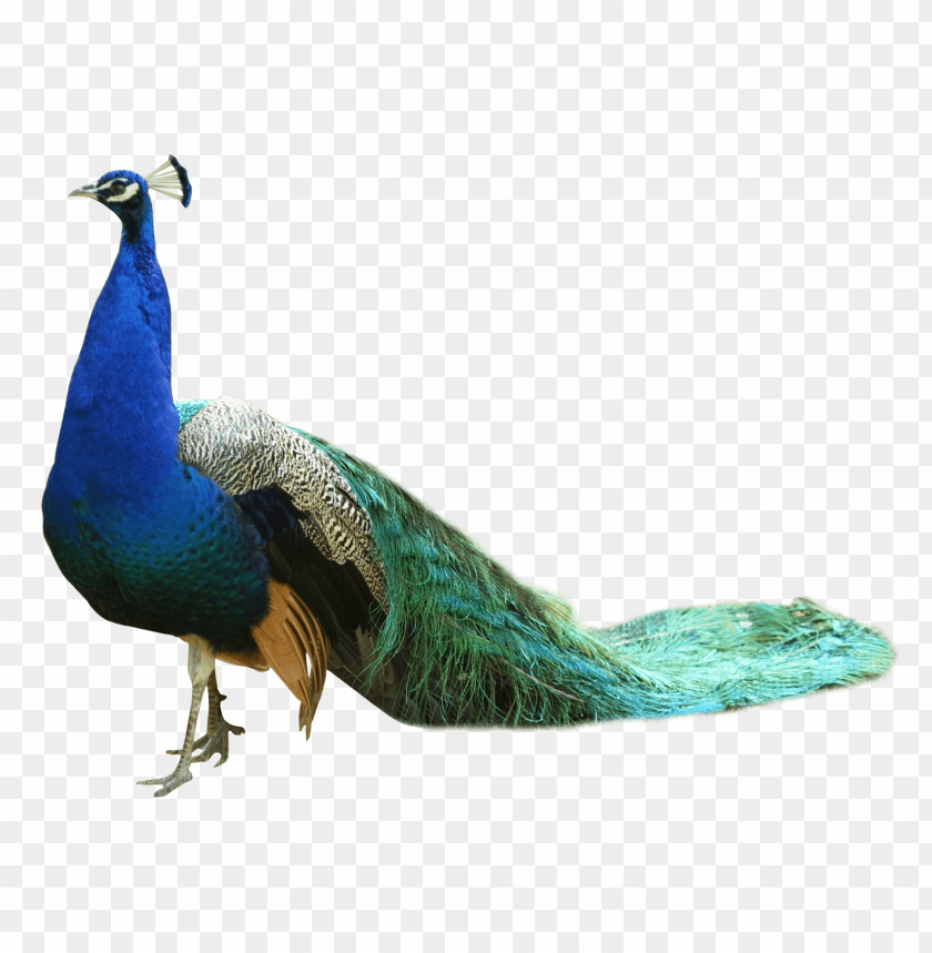 Download Peacock png images background | TOPpng
