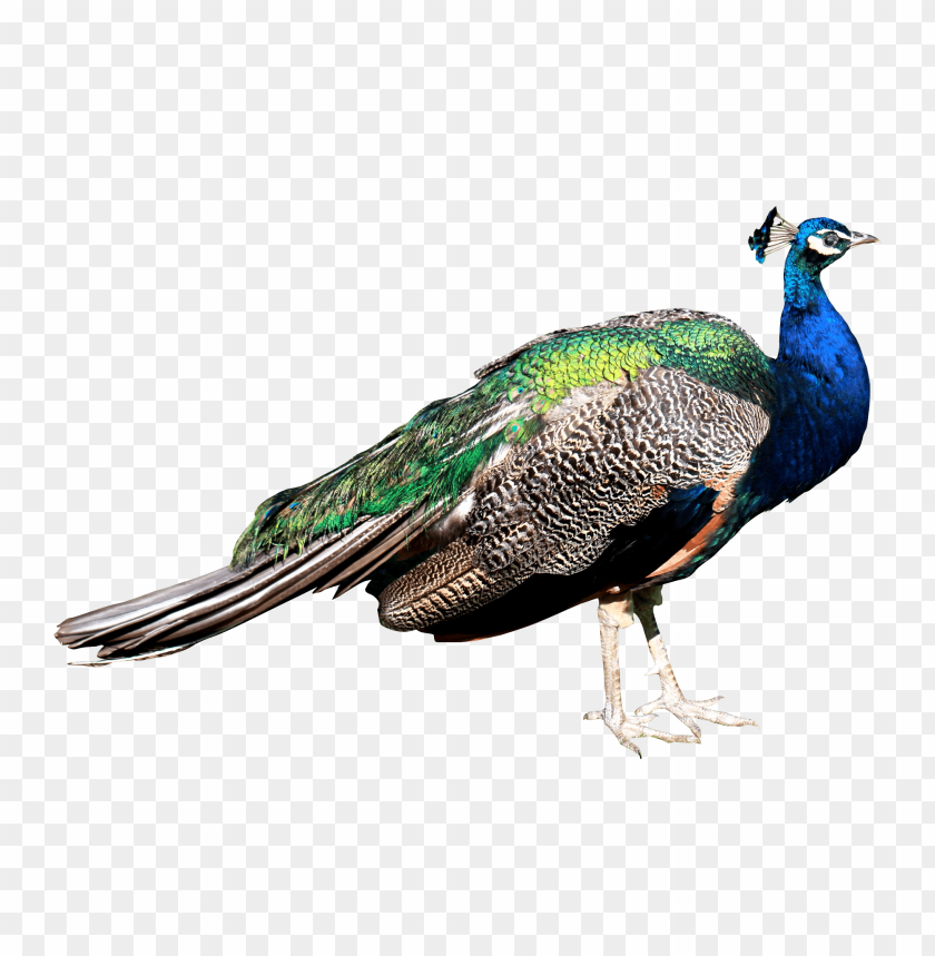 bird, peacock, peafowl