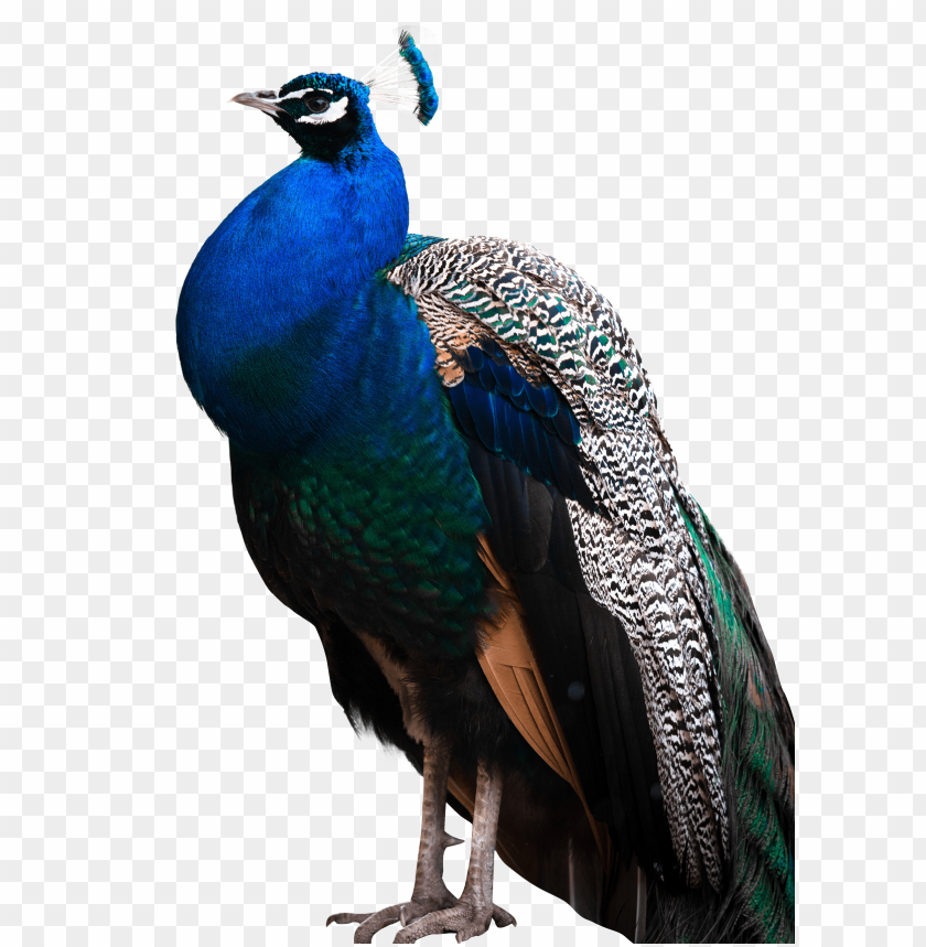 birds, peacock