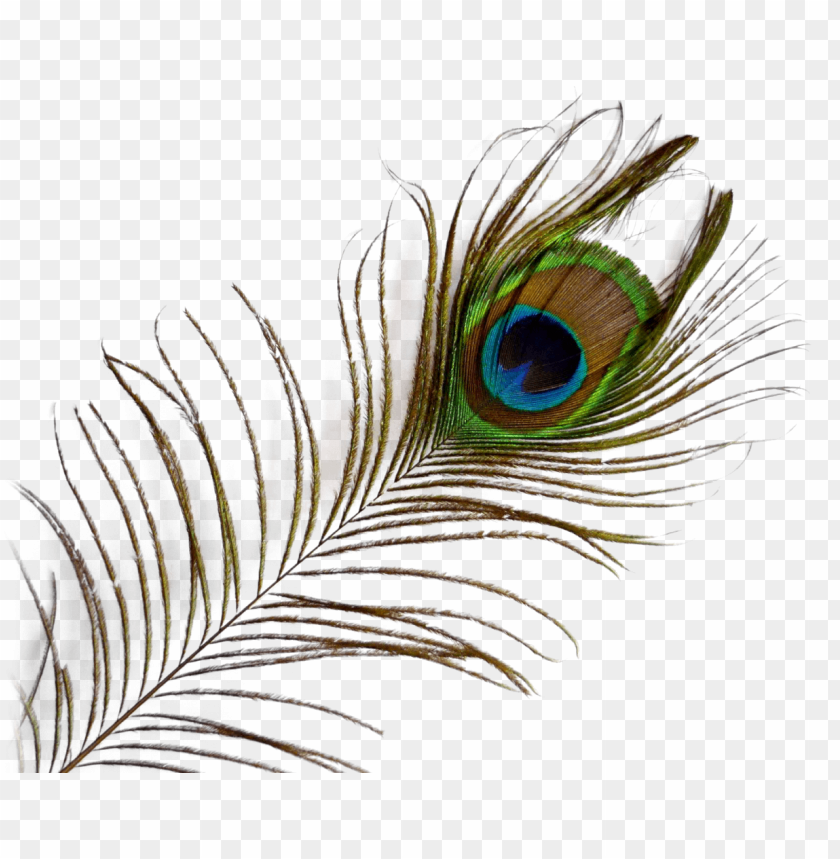 Download Peacock Feather png images background | TOPpng