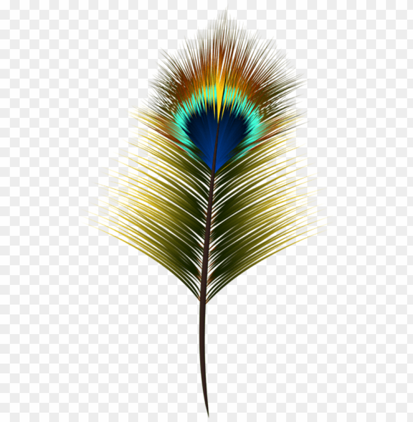 Download peacock feather png clipart png photo | TOPpng