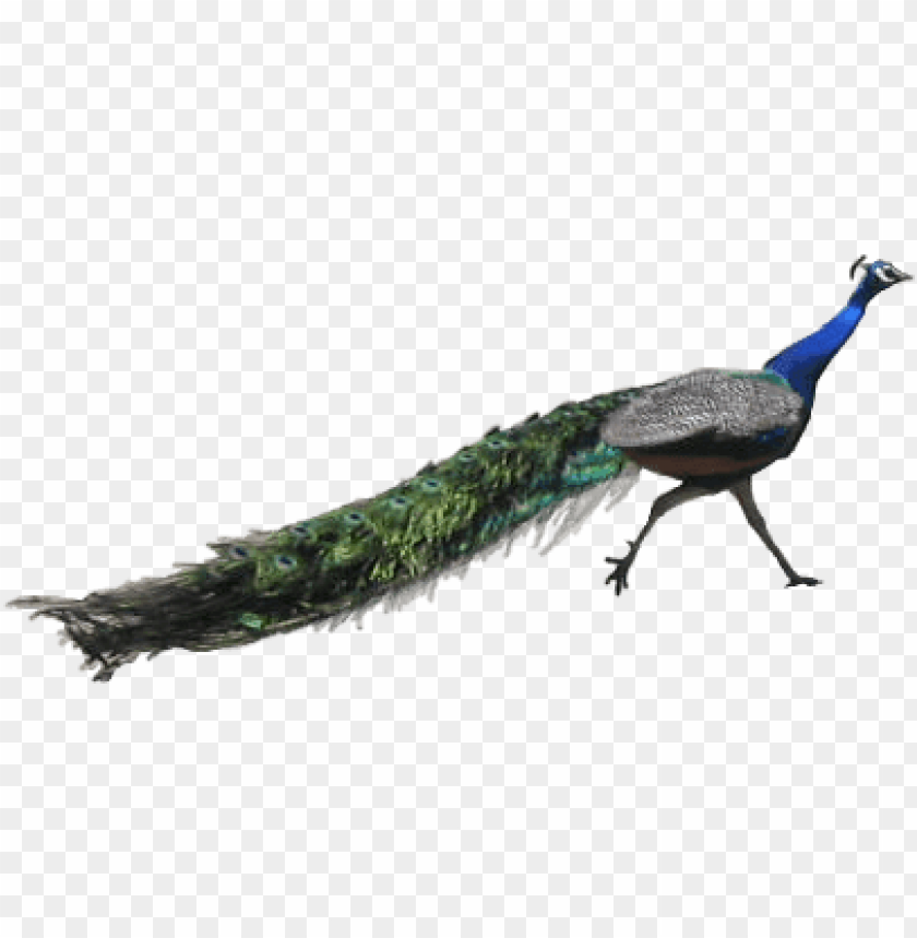 animals, birds, peacocks, peacock running, 