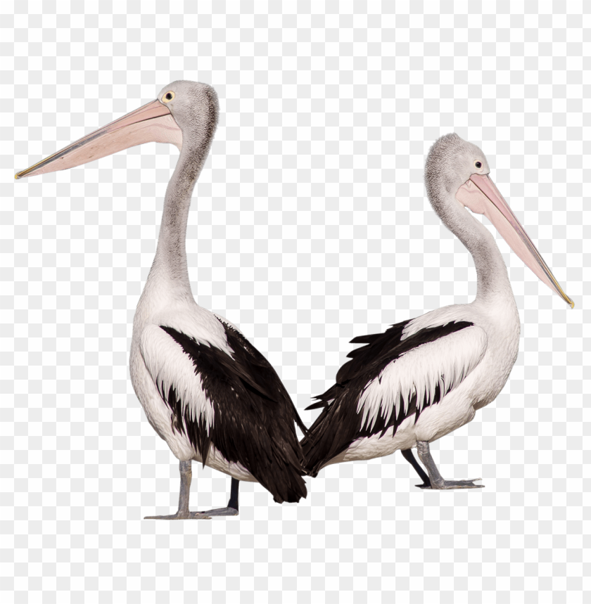 birds, pelican