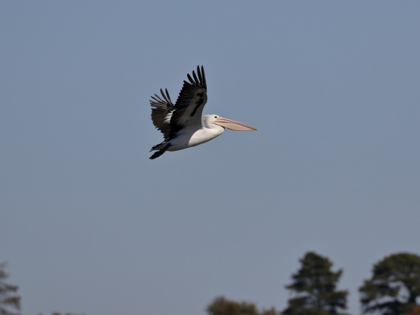 pelican, bird, flight, sky, beak