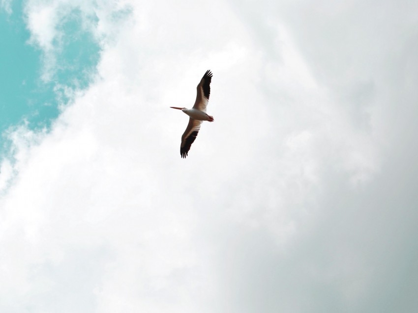 pelican, bird, flight, wings, sky
