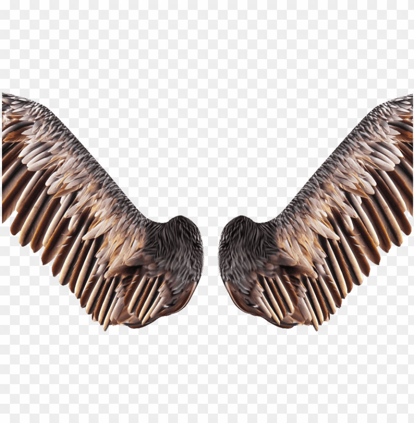bird wings, realistic blood drip, phoenix bird, twitter bird logo, chicken wings, angel wings