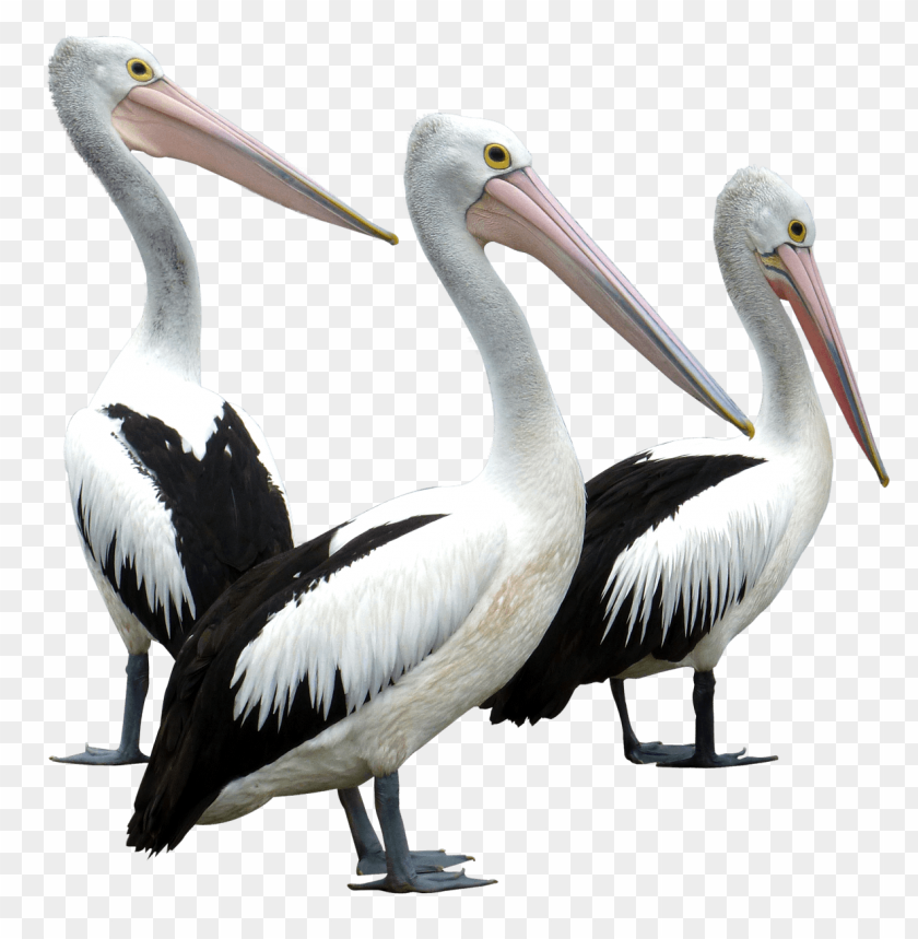  birds, pelican
