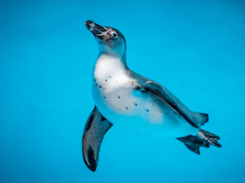 penguin, bird, swim, water, underwater world