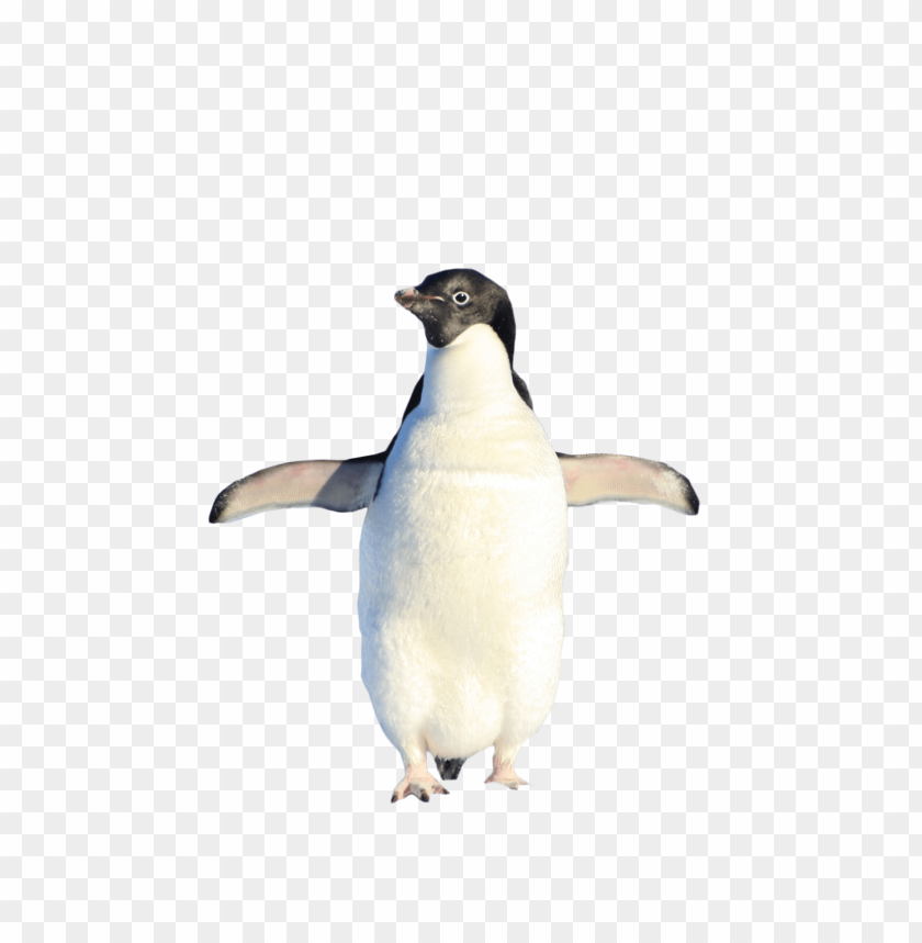 
penguin
, 
white penguin
, 
standing
, 
walking
