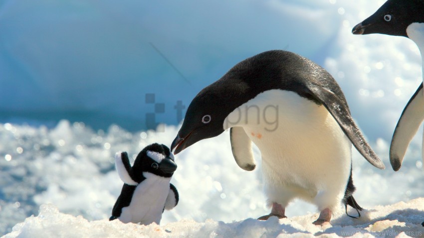 penguin toy snow wallpaper background best stock photos - Image ID 162155
