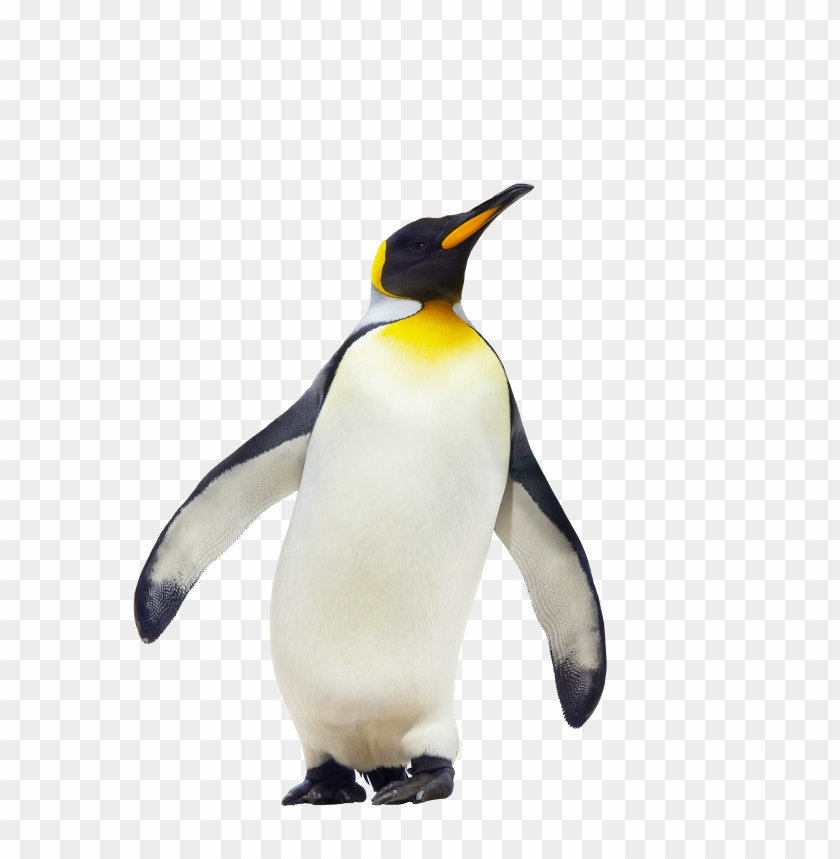 
penguin
, 
ice bird
, 
animal
, 
walking
, 
yellow
, 
black
, 
white
