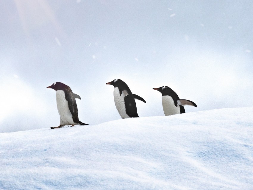 penguins, birds, snow, walk