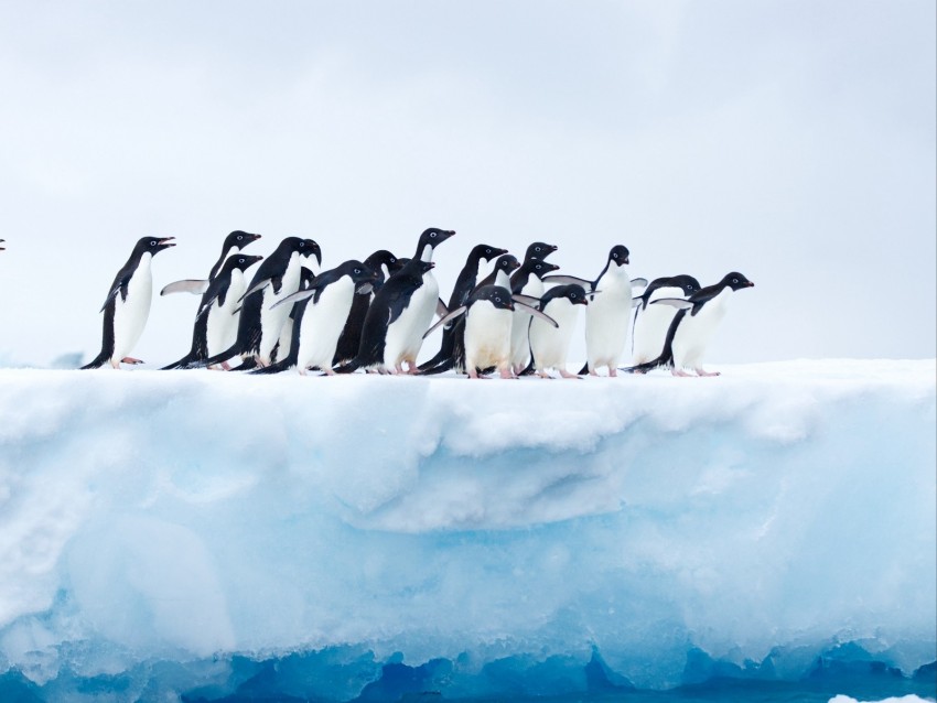 penguins, flock, ice, glacier, antarctica