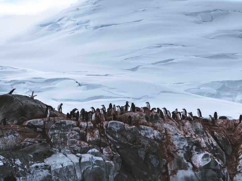 penguins, glacier, mountain, snow, antarctica
