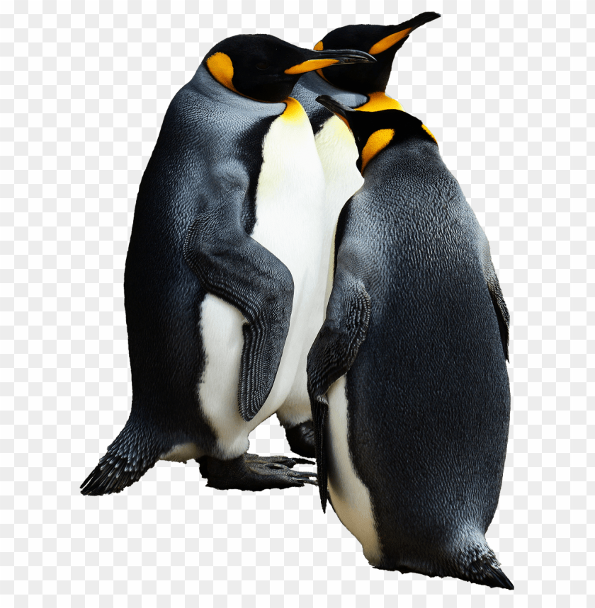 animals, penguins, penguins group of 3, 
