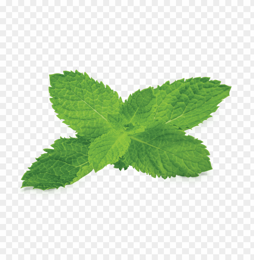 
pepermint
, 
hybrid mint
, 
perennial plant
, 
mint
