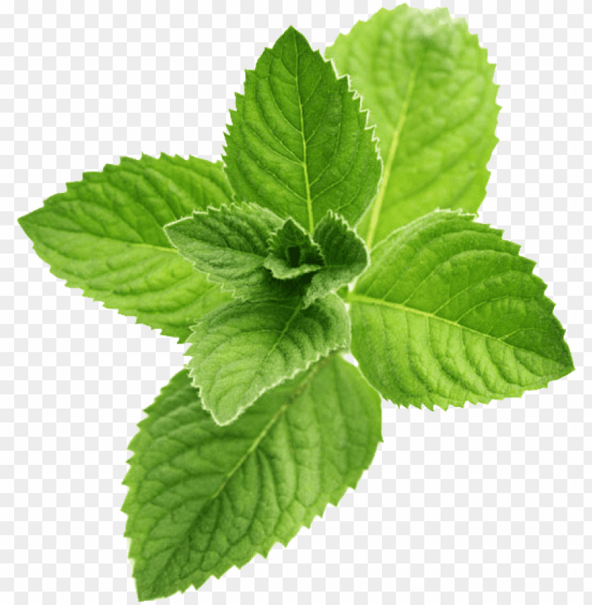 
pepermint
, 
hybrid mint
, 
perennial plant
, 
mint
