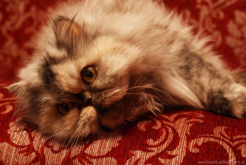 persian cat sofa wallpaper background best stock photos - Image ID 162250