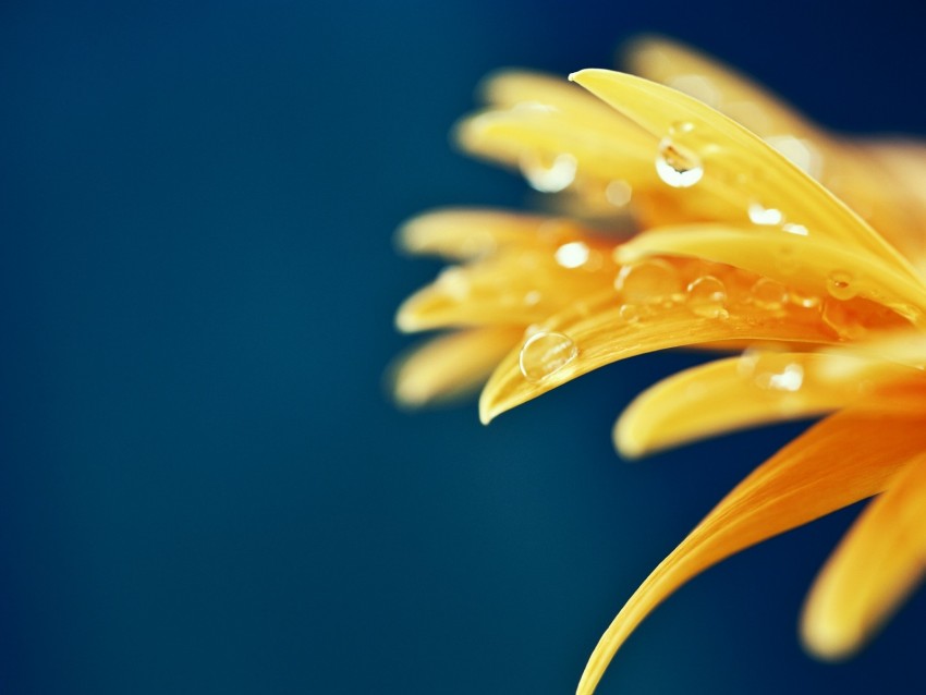 petals, drops, macro, flower, wet, yellow