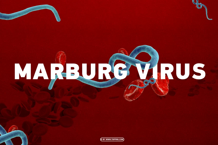 photo of marburg virus on design background , Marburg Virus, Virus, Deadly, Pathogen,corona,Virus png