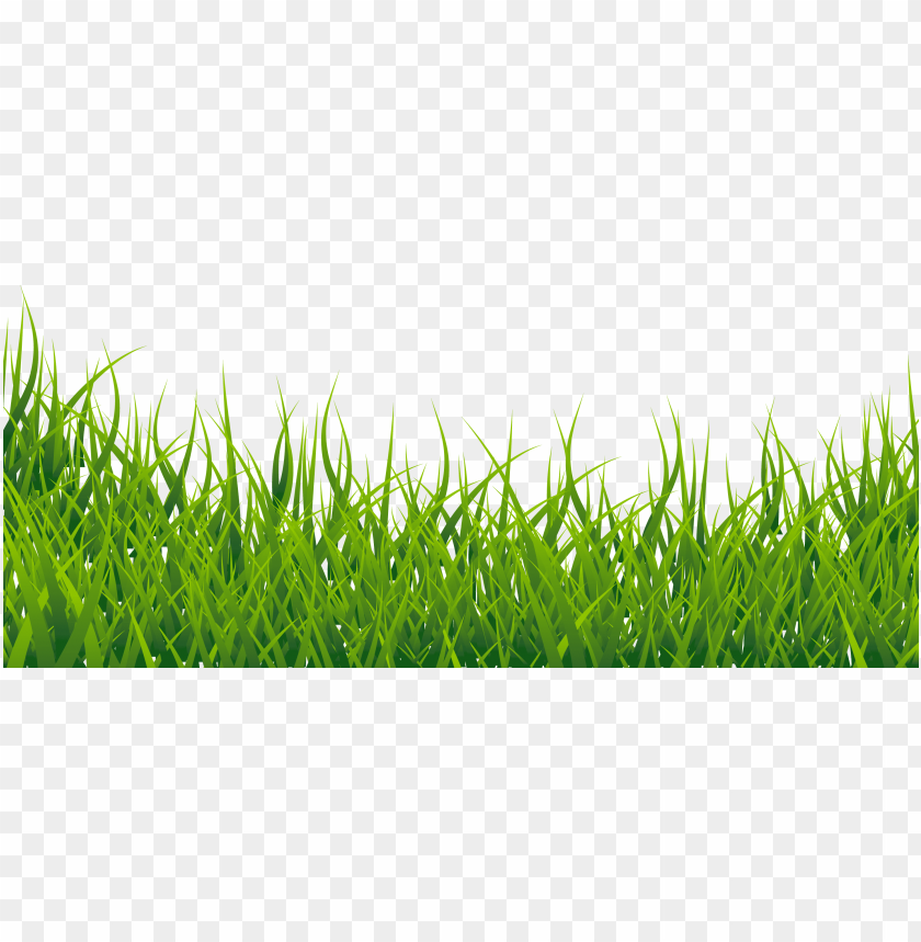 grass, greenery, plants, lawn, nature, outdoor, landscaping