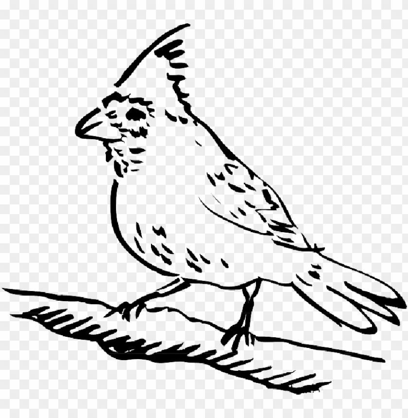 image icon, phoenix bird, twitter bird logo, big bird, bird wings, flappy bird pipe