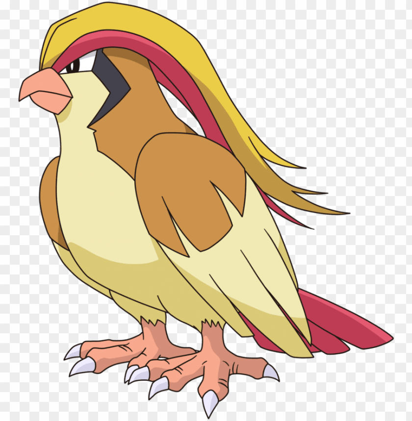 pidgeot, fly, you win, phoenix bird, twitter bird logo, you are invited