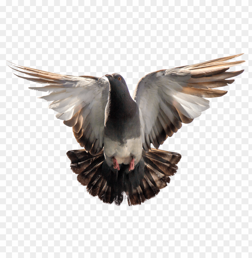 dove, bird, pigeon