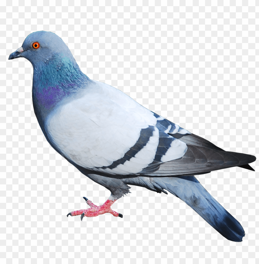 
pigeon
, 
animal
, 
bird
, 
street
, 
racing pigeon
, 
letter
, 
ground
