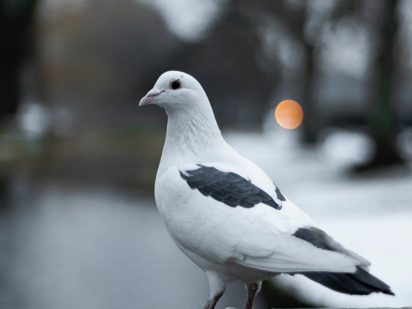 Pigeon Bird White Blur Png - Free PNG Images