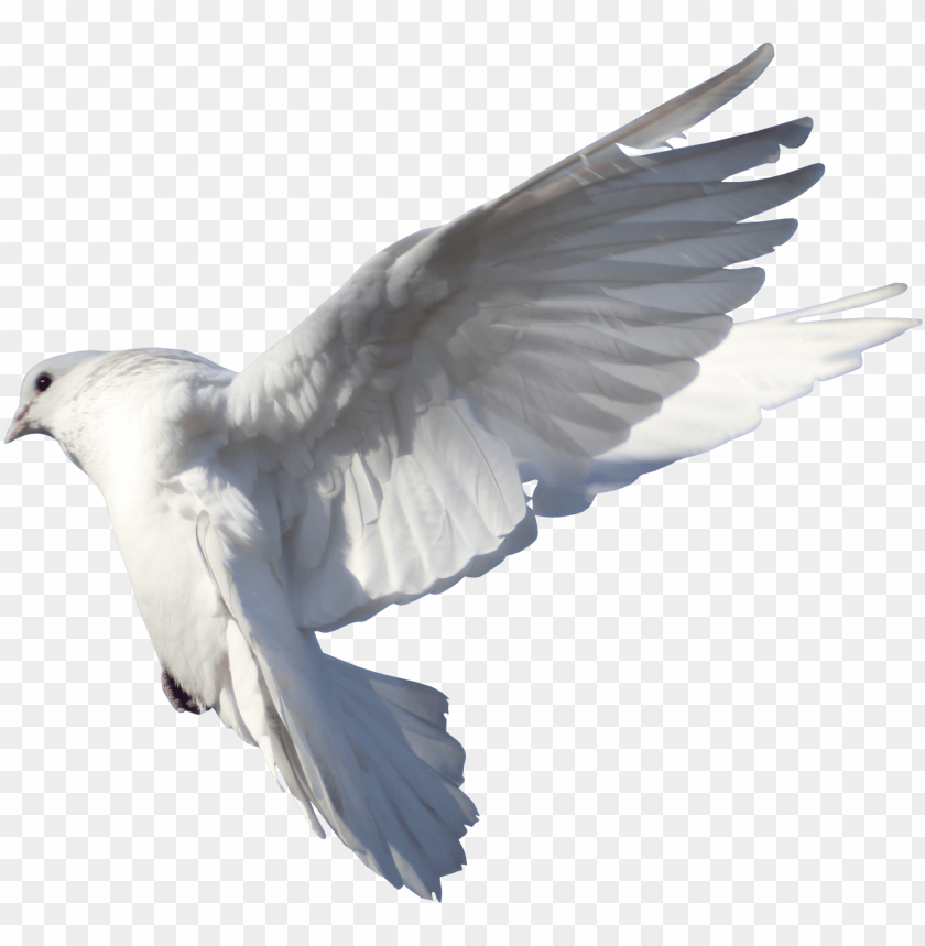 pigeon fly hd PNG image with transparent background@toppng.com