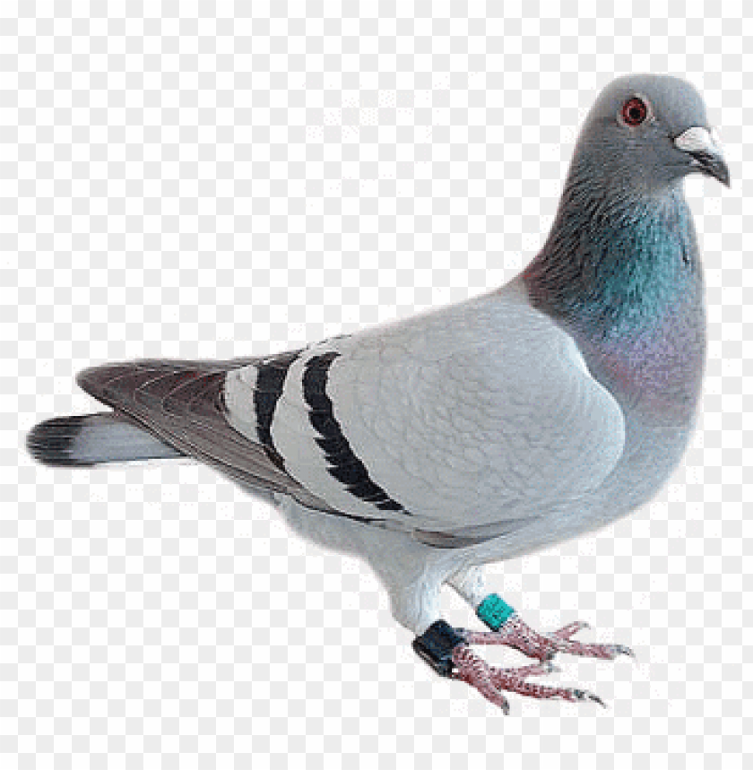 animals, birds, pigeons and doves, pigeon looking, 
