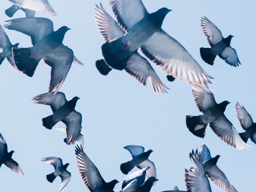 pigeons, birds, flight, sky