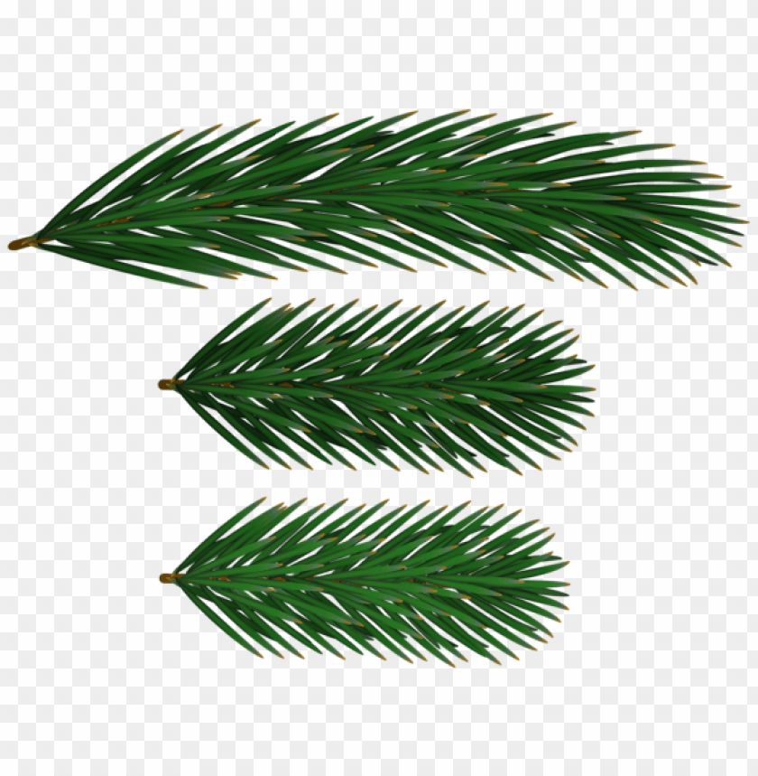 pine branches png PNG Images 41442