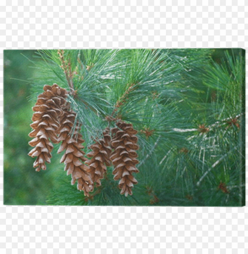 pine tree branch, pine branch, pine tree silhouette, pine tree, pine tree clip art, pine