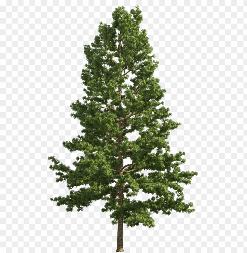 art, clip, pine, realistic, tree