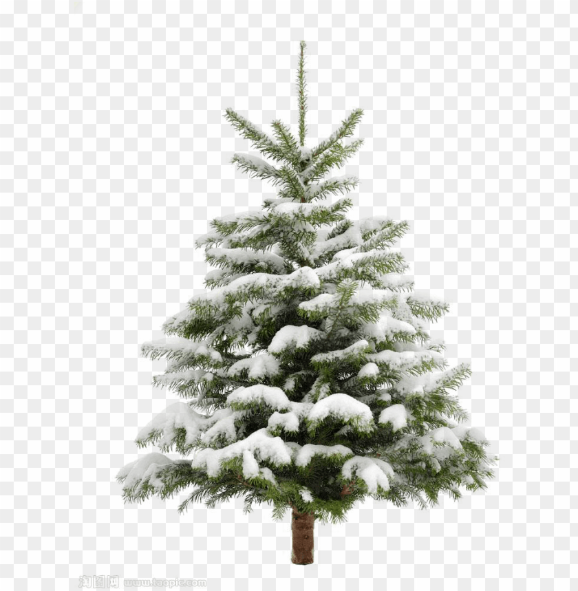 christmas tree clip art, pine tree clip art, christmas tree vector, christmas tree clipart, pine tree branch, white christmas tree