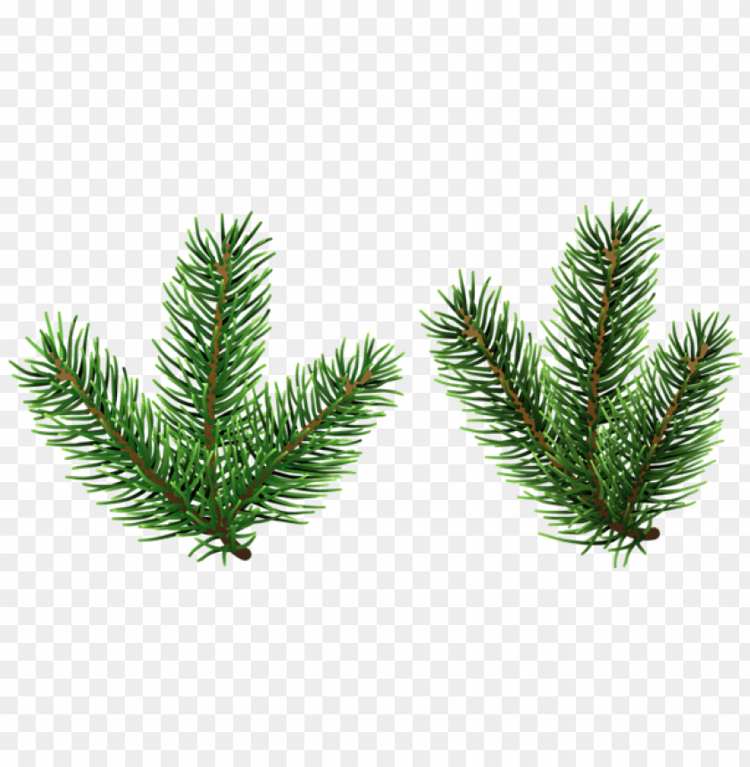 pine tree branches png PNG Images 41467