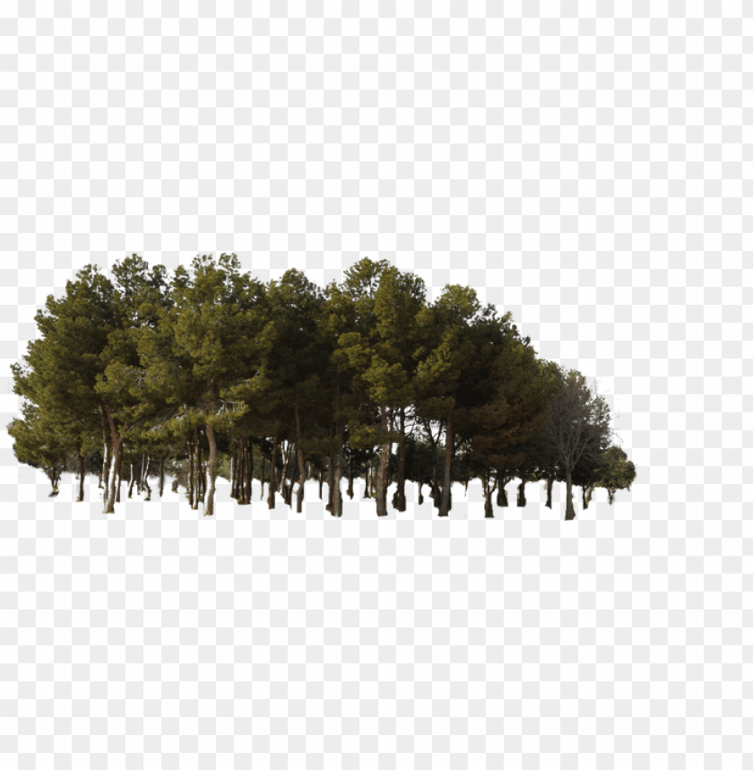 jungle tree, pine tree branch, pine tree silhouette, pine tree, pine tree clip art, christmas tree vector