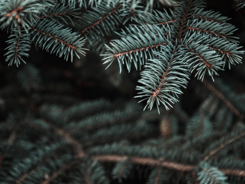 pine, tree, prickles, needles, blur, branch