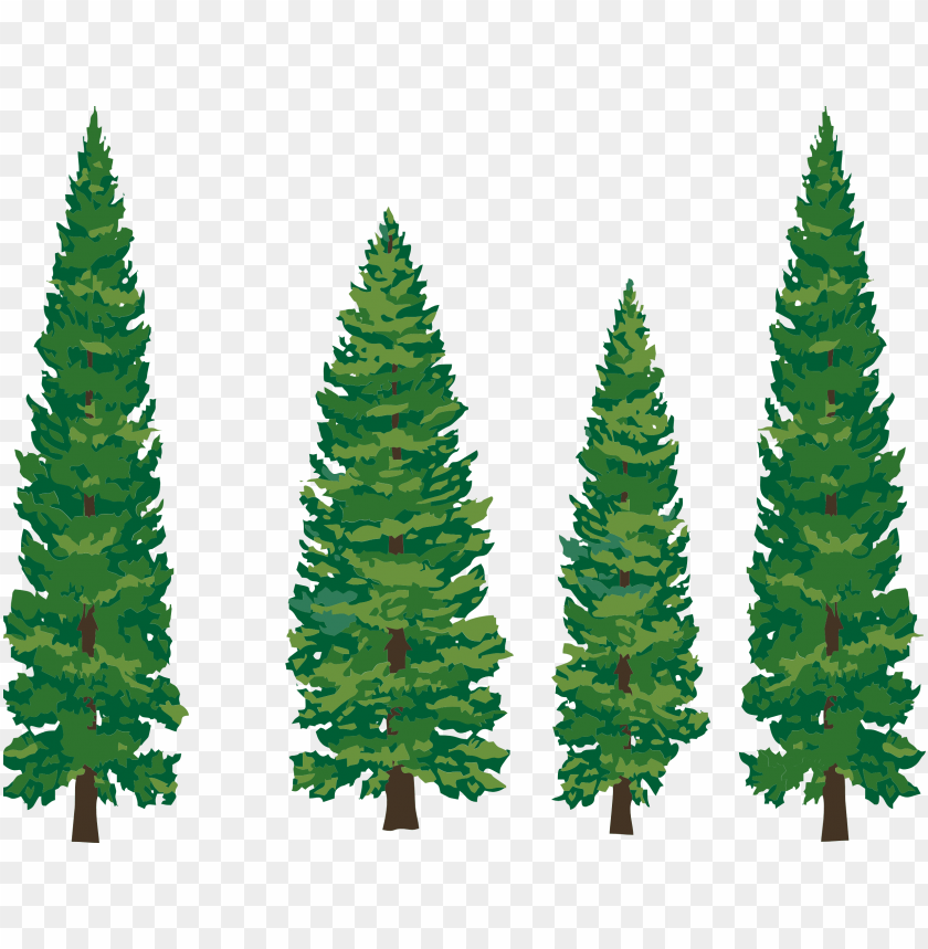 pine, pine tree branch, pine branch, pine tree silhouette, pine tree, pine cone