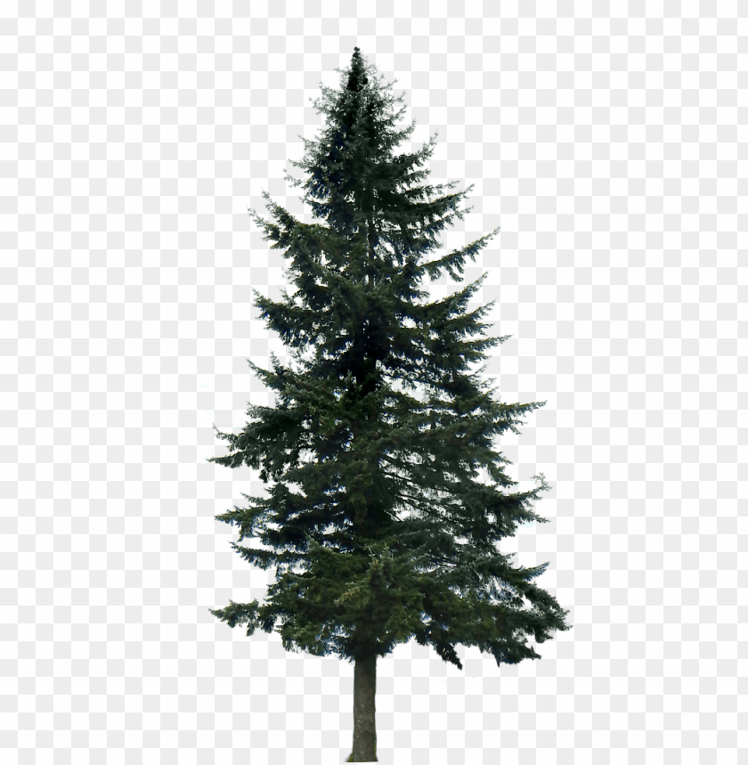 pine tree branch, pine tree silhouette, pine tree, pine tree clip art, pine, pine branch