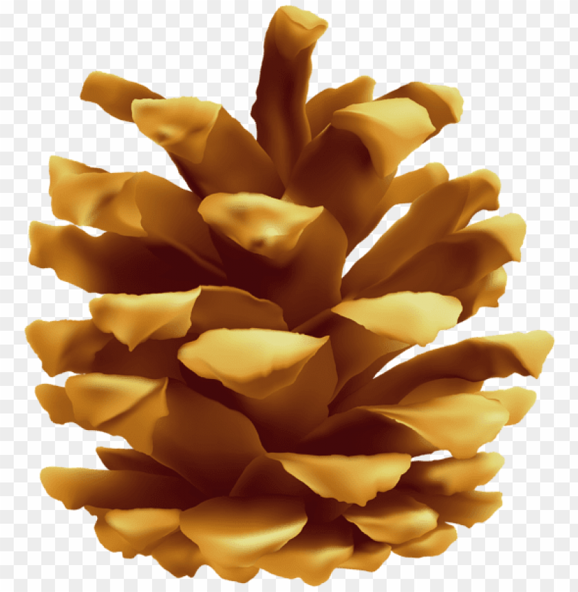 pinecone clipart png photo - 55955