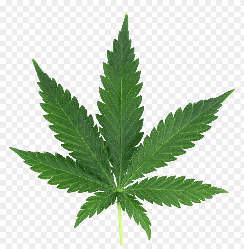 Download Ping Cannabis Png Images Background